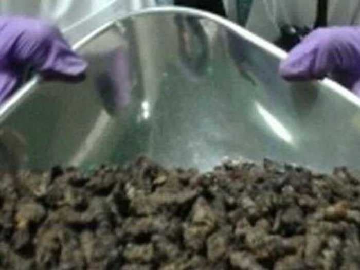 Gatwick Airport Officials Stopped A Man Carrying Nearly 210 Pounds Of Caterpillars