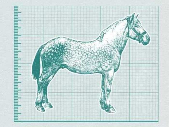 Horse Meat Is Everywhere [INFOGRAPHIC]