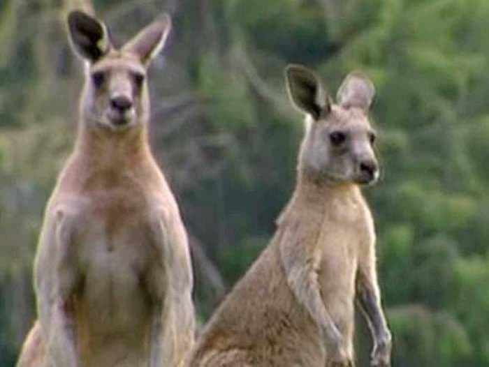 Delightful GIFs Of A Kangaroo Delay During A Golf Tournament In Australia