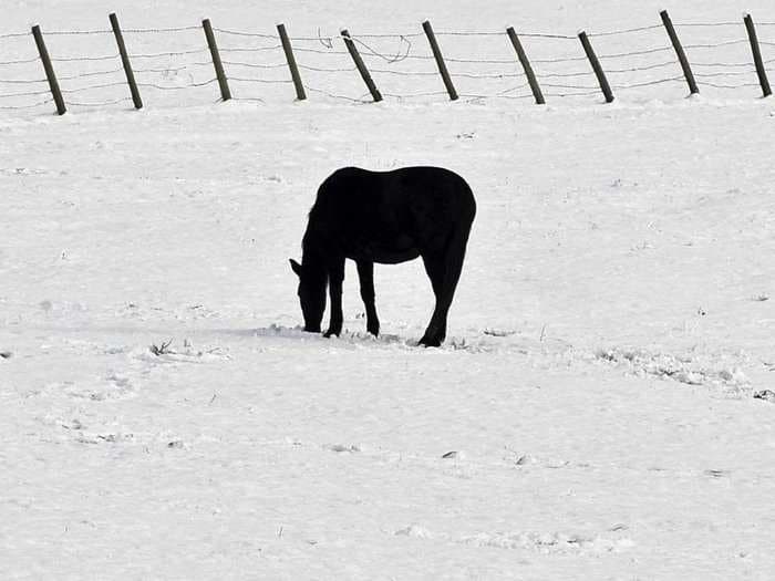 Europe's Horse Meat Scandal Is A Direct Consequence Of The Financial Crisis