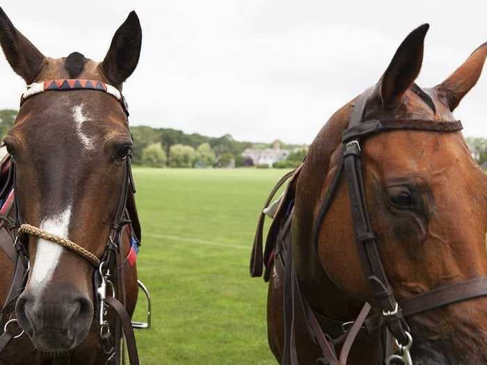 Why The UK Is Right To Be Horrified By The Horse Meat In Their Burgers And Lasagna