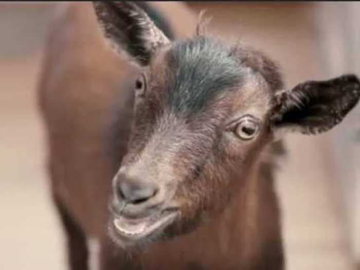 This Doritos-Eating Goat Is Already Winning The Super Bowl