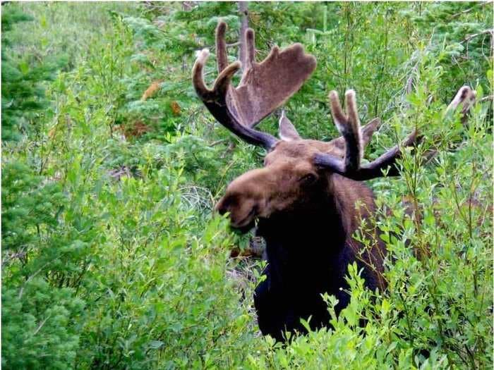 A Gang Of Alcoholic Moose Terrorized A Swedish Homeowner 