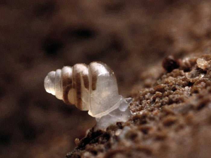 Strange Translucent Snail Discovered In Croatia