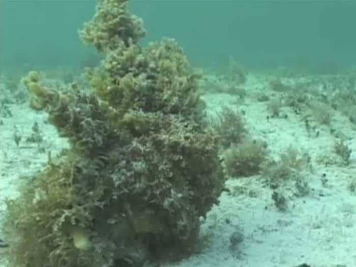 Try To Find The Camouflaged Octopus In This Video 