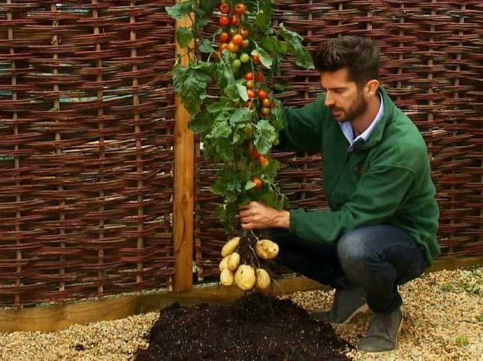 The Frankenstein 'TomTato' Plant Grows Potatoes And Tomatoes At Once