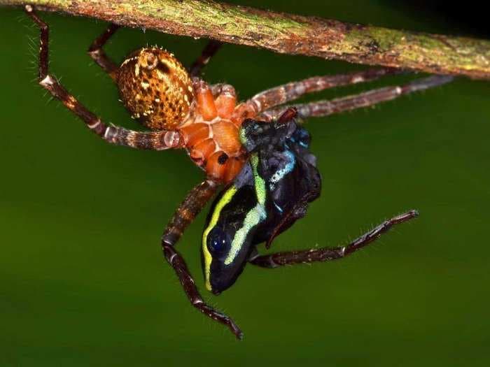 Researchers In The Rainforest Took This Fantastic Image Of A Spider Eating A Frog