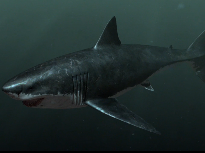 How The 60-Foot-Long Ancient Shark, Megalodon, Ripped Apart Giant Whales