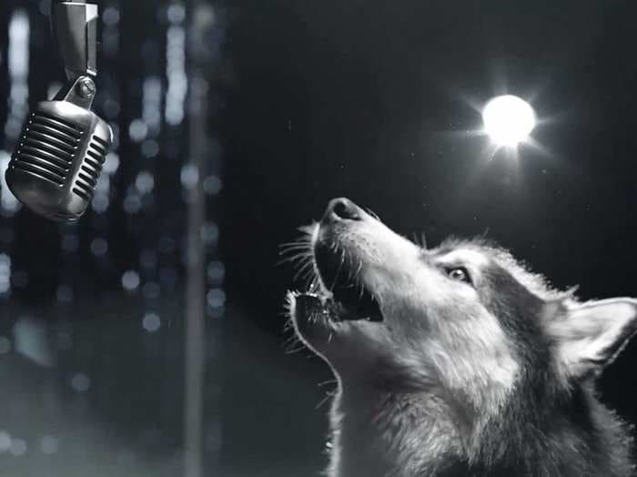 Here Are Some Dogs Jamming Out And Lip-Synching In A Recording Studio
