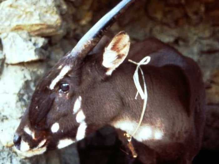 The Rarest Mammal On The Planet Was Spotted In Vietnam