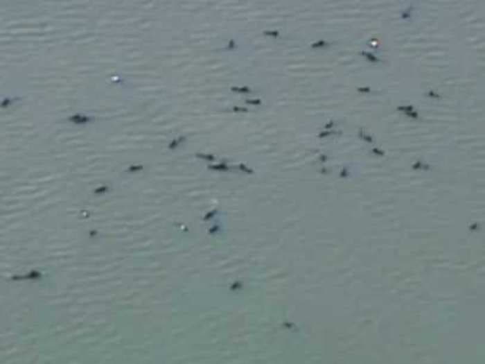 Video Shows Dozens Of Pilot Whales Stranded In The Everglades