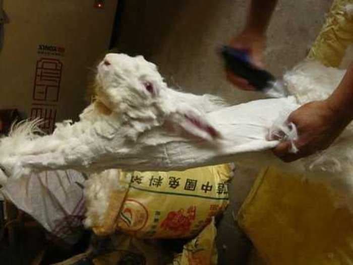 Zara Urged To Drop Orders For Angora Rabbit Fur Following Claims Of Animal Torture