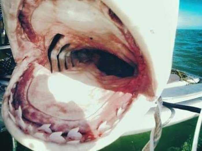 A Tiger Shark Was Photographed With Its Mouth Wide Open