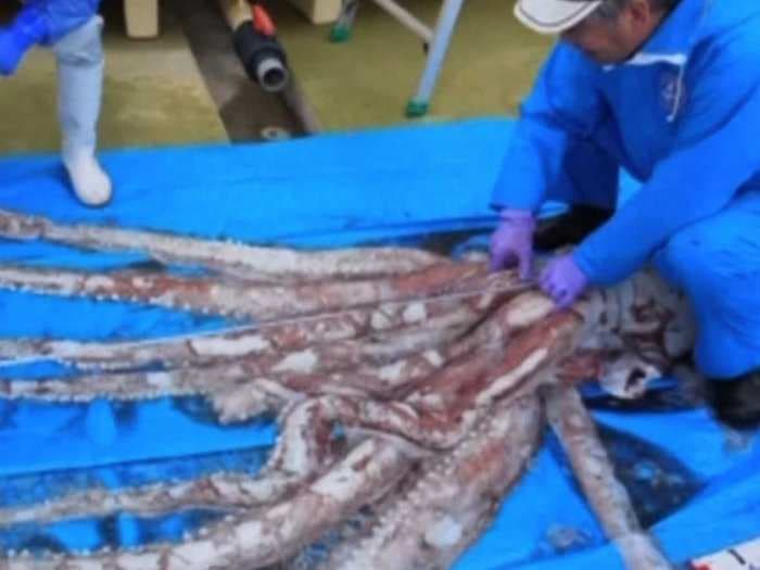 Japanese Fisherman Catches Extremely Rare Giant Squid