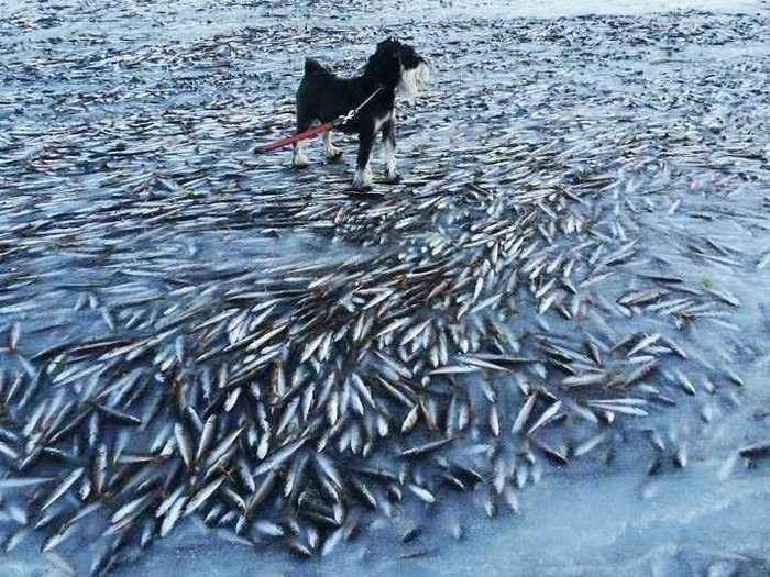 A Norwegian Bay Was So Cold That Thousands Of Fish Were Flash-Frozen