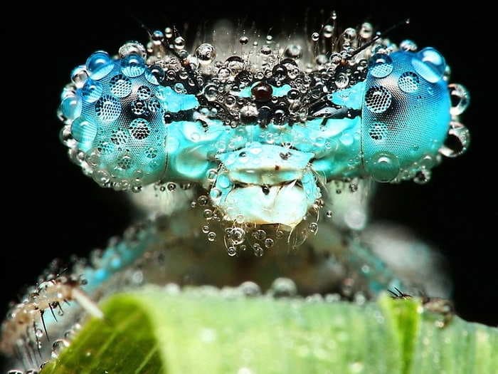 These Breathtaking Photos Show Insects Up-Close In Morning Dew