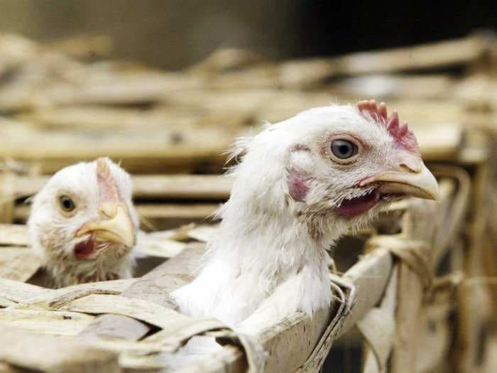 East China Regions Halt Poultry Trading After New H7N9 Bird Flu Cases 