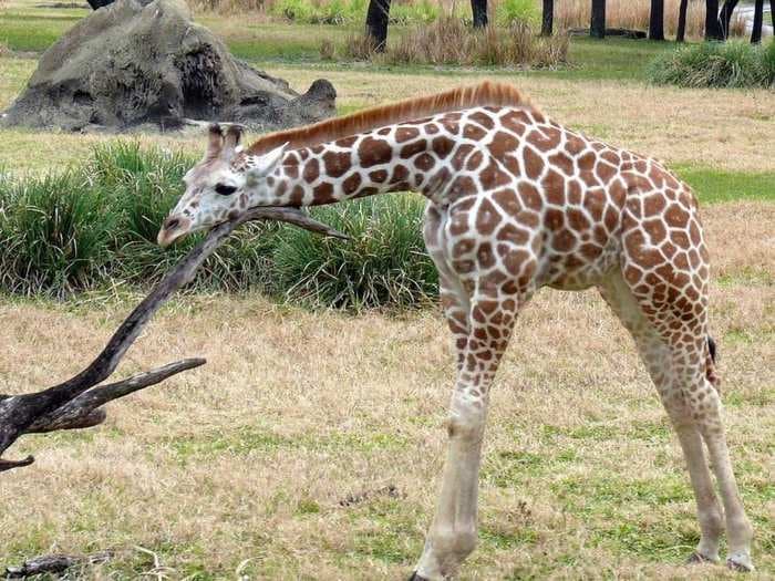 A Danish Zoo Euthanized A Baby Giraffe And Fed It To Lions