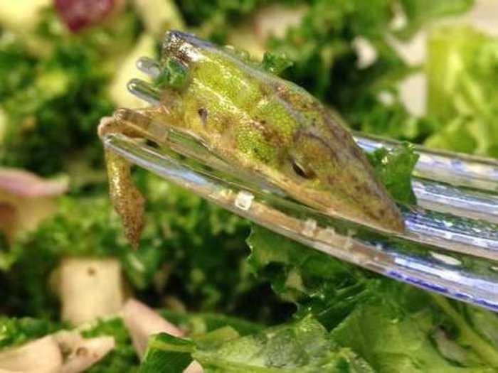 Woman Allegedly Found A Lizard Head In Salad From Manhattan Deli