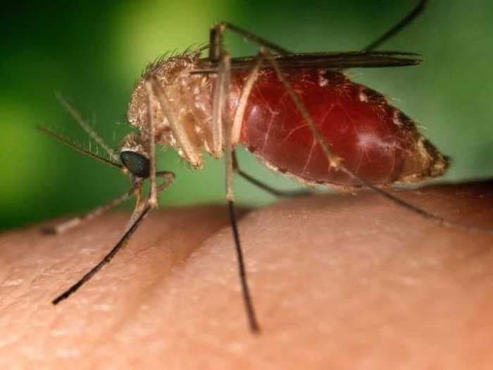 Some People Don't Get Bitten By Mosquitoes - Why That's True Will Surprise You