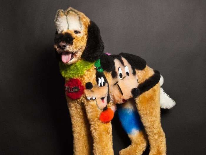 These Pictures Of Dogs At A Grooming Competition Are Insane