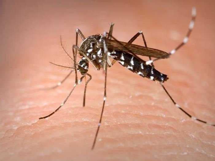 11 Reasons Mosquitoes Are The Most Horrible Creatures On Earth