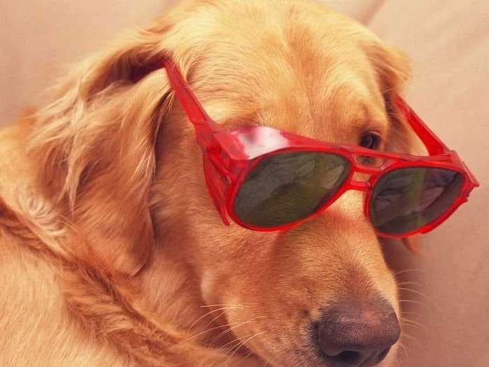 11 Proven Reasons Dogs Are Better Than Cats