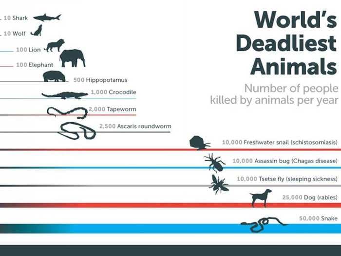 This Bill Gates Infographic Reveals The World's Deadliest Animal - And It's Not Even A Close Race
