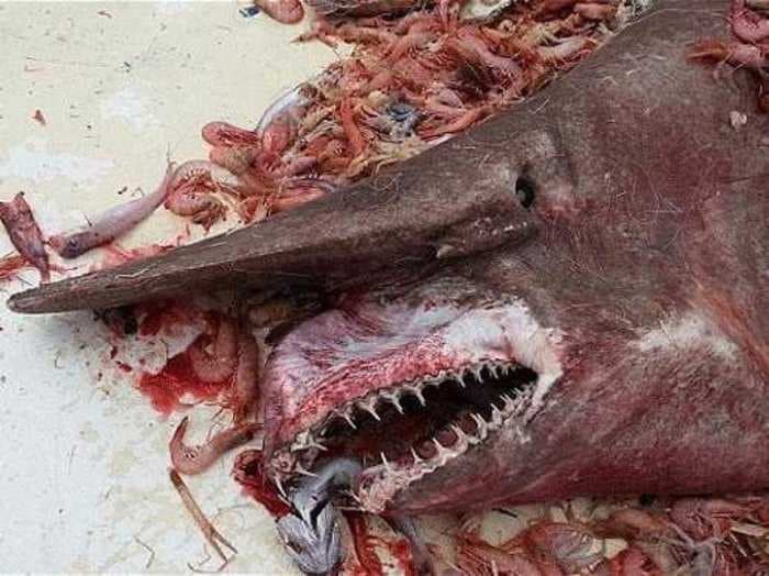 Rare Goblin Shark Caught In Florida Hasn't Been Seen More Than A Decade