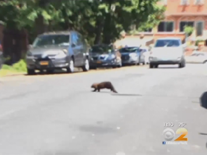 Mysterious Rat-Eating Creature Finally Identified After Living In The Bronx For Months