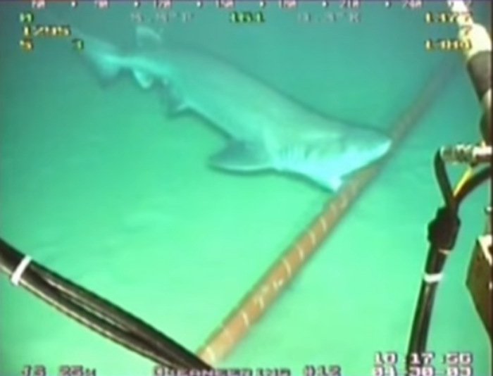 Google Has To Wrap Its Underwater Cables In Kevlar To Protect Them From Shark Attacks