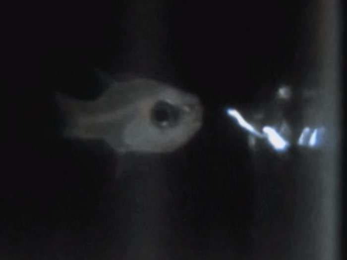 This Little Fish Spits A Stunning Light Show  - Why Will Blow Your Mind