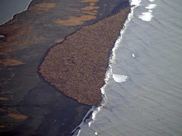 The FAA Has Re-Routed Flights To Prevent 35,000 Walruses From Smushing Each Other