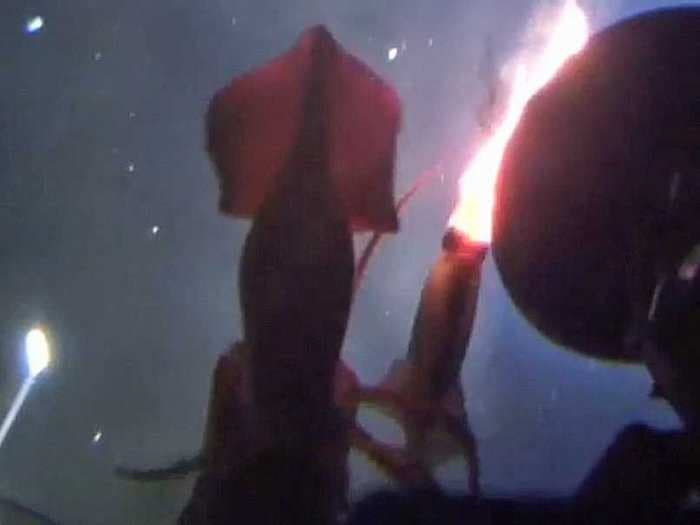 Watch A Huge Squid Attack A Submarine