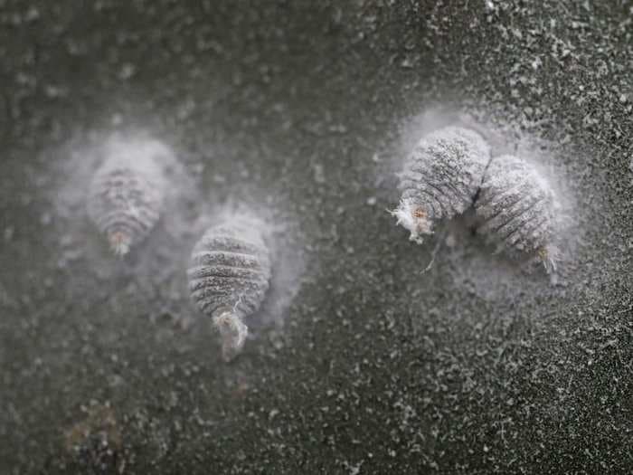 These Gross Bugs Are Used To Dye Food Red