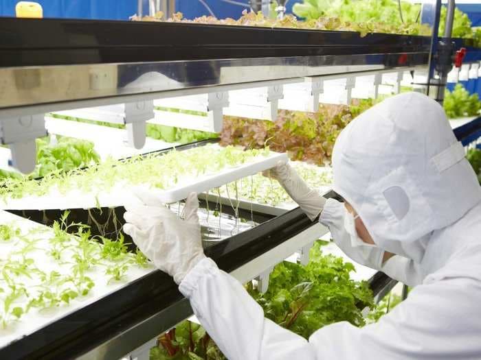 Toshiba Has Turned An Old Factory Into A Giant Lettuce-Growing Operation