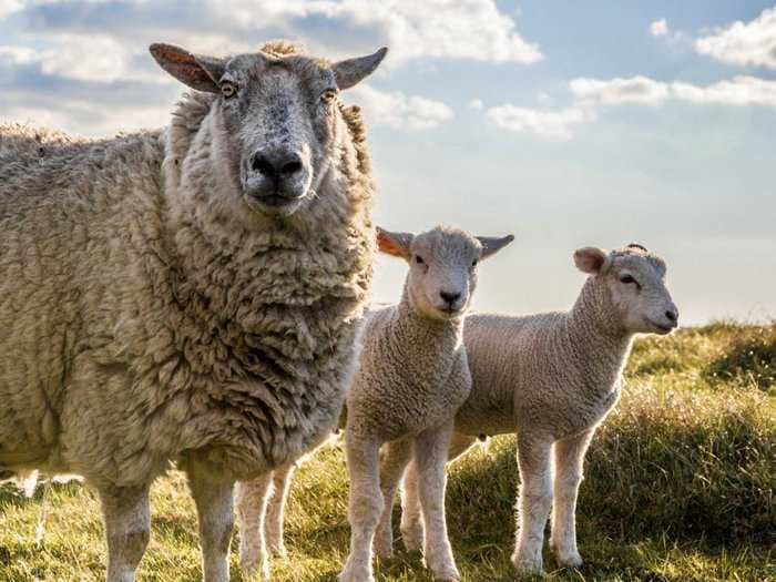 The Fascinating Reason Why Wool For Most Men's Suits Comes From The Descendants Of The Same 6 Sheep