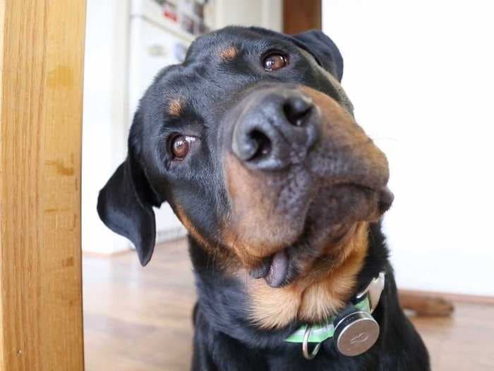 I Used A Fitness Tracker For Dogs And Boy Am I Lazy - Compared To A Rottweiler