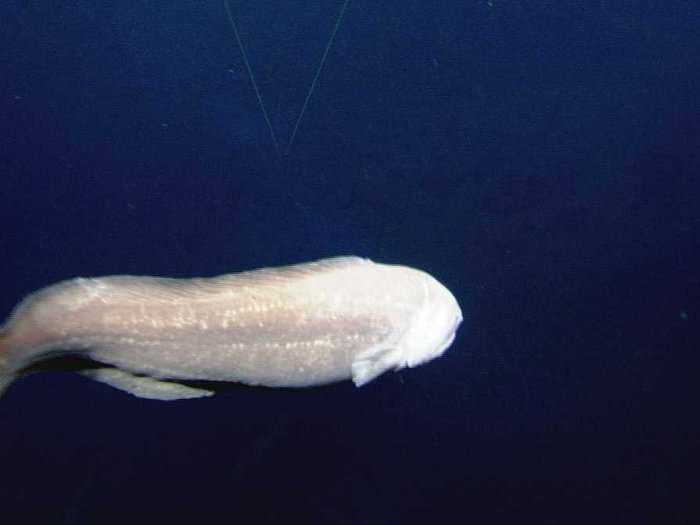 The World's Deepest-Dwelling Fish Is Actually This Strange-Looking 'Eel'