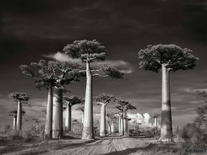 Beautiful Photos Of The World's Oldest And Most Majestic Trees