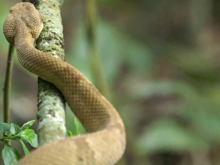 There's a terrifying place called Snake Island that's home to thousands of the deadliest vipers on Earth