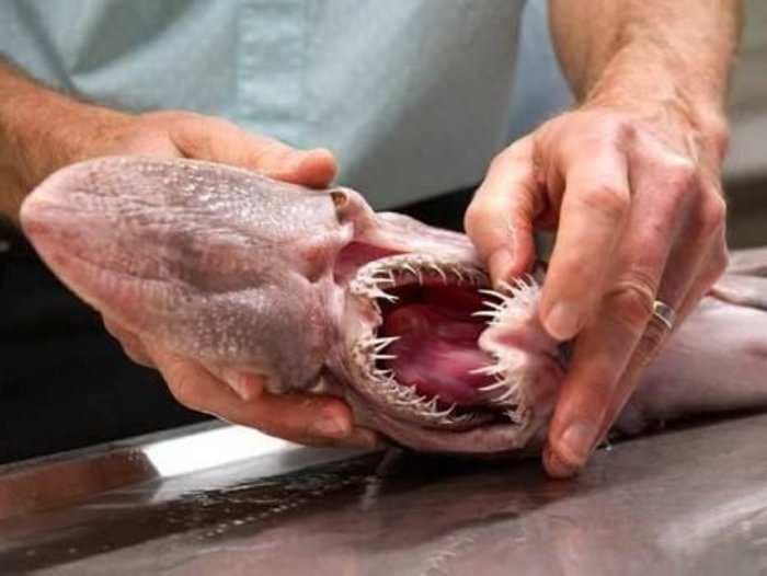 Extremely detailed images of a rare goblin shark caught in Australia