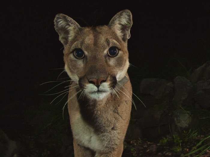 Super-rare, beautiful photos of mountain lion cubs caught by camera trap in LA county