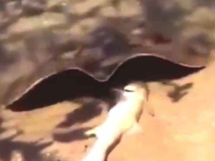 Watch a giant stingray slither out of the water to eat a whole salmon