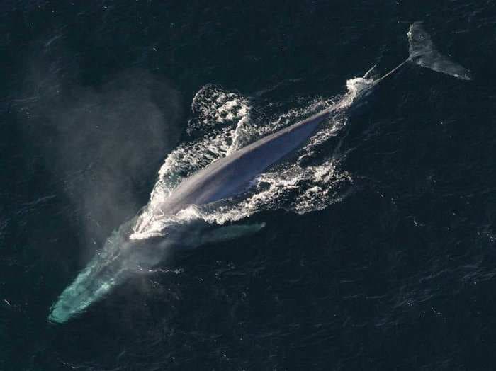 Leonardo DiCaprio and Adrien Grenier are headed on a quest to find the world's 'loneliest whale'