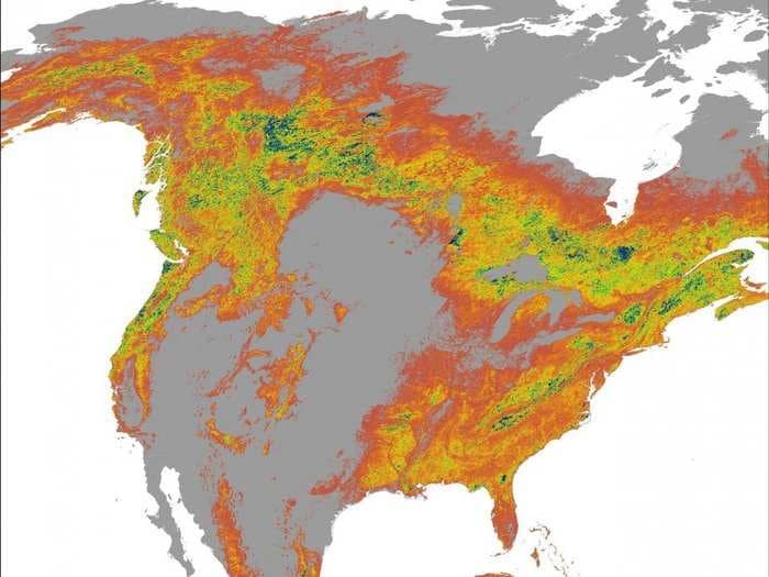 Maps show how humans are destroying the world's forests