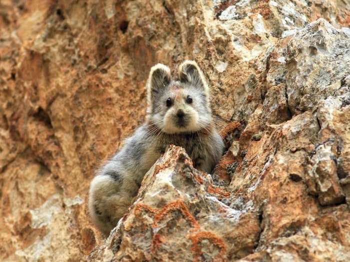 Researchers just recently photographed this extremely cute, endangered mammal for the first time in 20 years