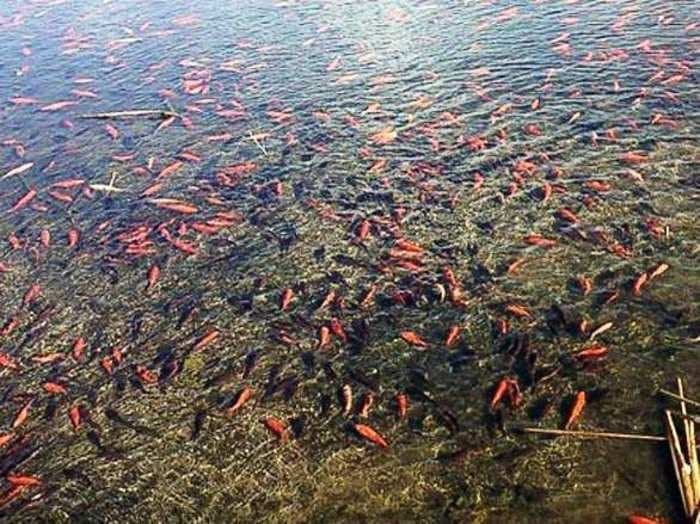 Someone dumped a few pet goldfish into a Colorado lake and now there are 4,000 ruining the ecosystem