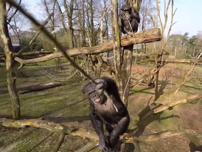 This is why you shouldn't fly your drone around chimpanzees