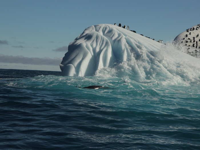 A researcher has spent the past year capturing 500,000 photos of Arctic penguins - here are 16 of the most beautiful ones